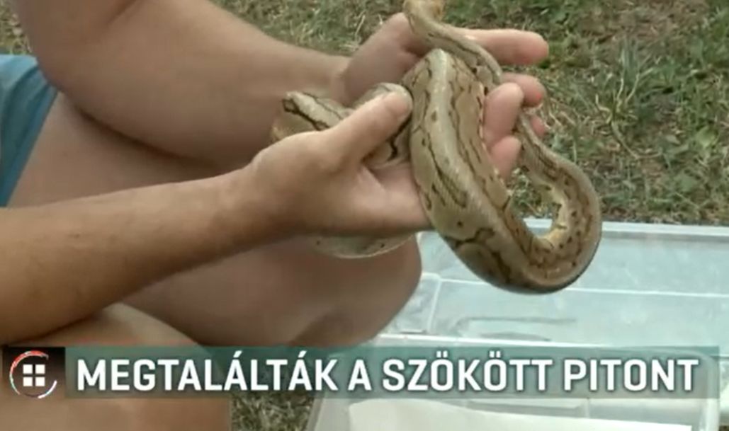 Megtalálták a szökött pitont ami félelemben tartotta egy társasház