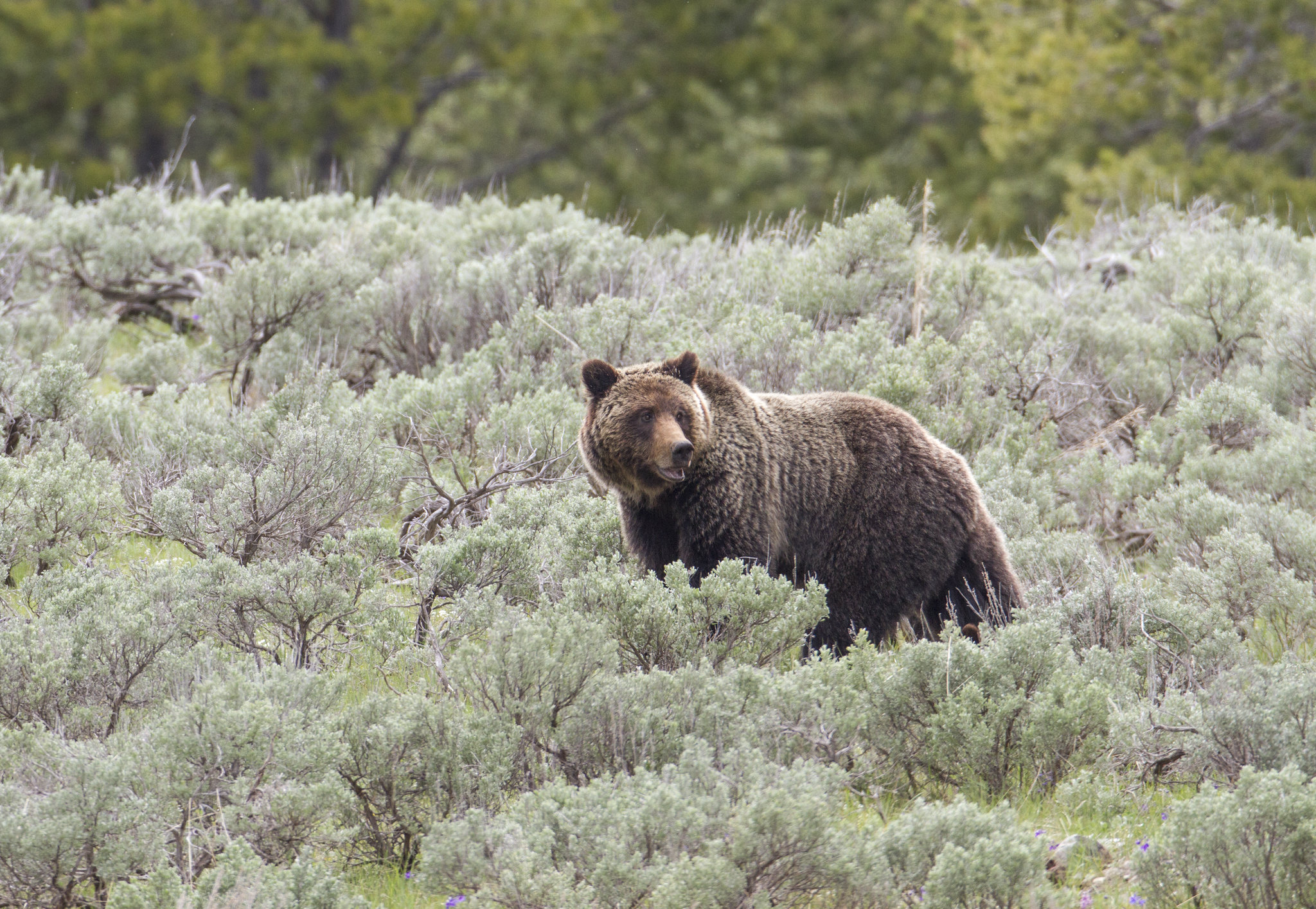 Bear обзор. Медведи Гризли Йеллоустоун. Йеллоустонский национальный парк медведь Гризли. Йеллоустонский национальный парк медведи. Йеллоустонский парк животные Гризли.